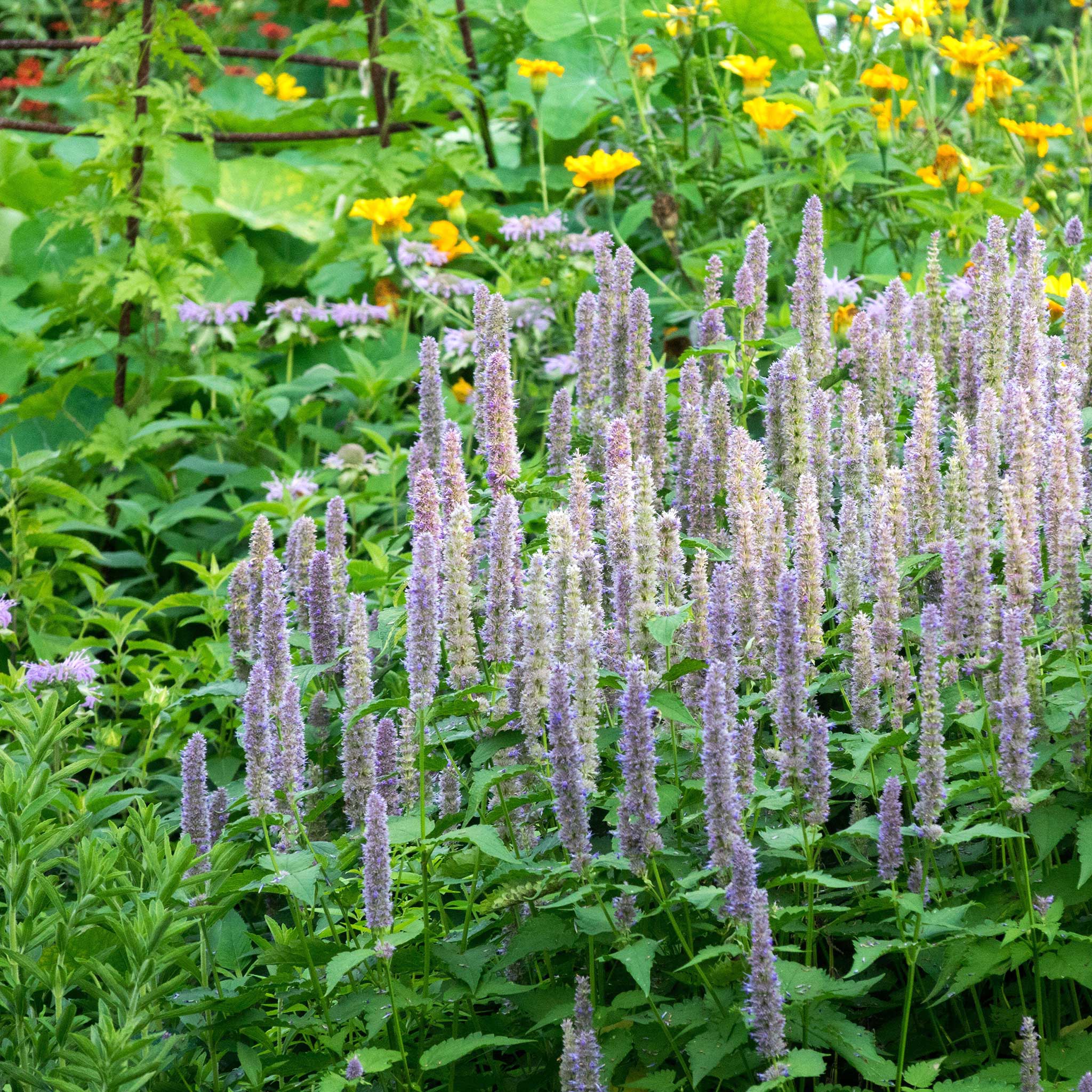 Close-up of giant lavender blue hyssop flowers, vibrant purple blossoms and lush green foliage.