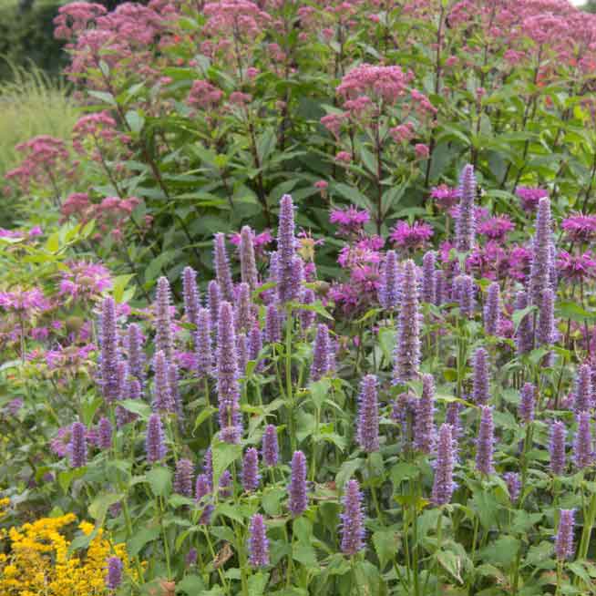 Close-up of giant lavender blue hyssop flowers with green leaves, possibly in a garden.