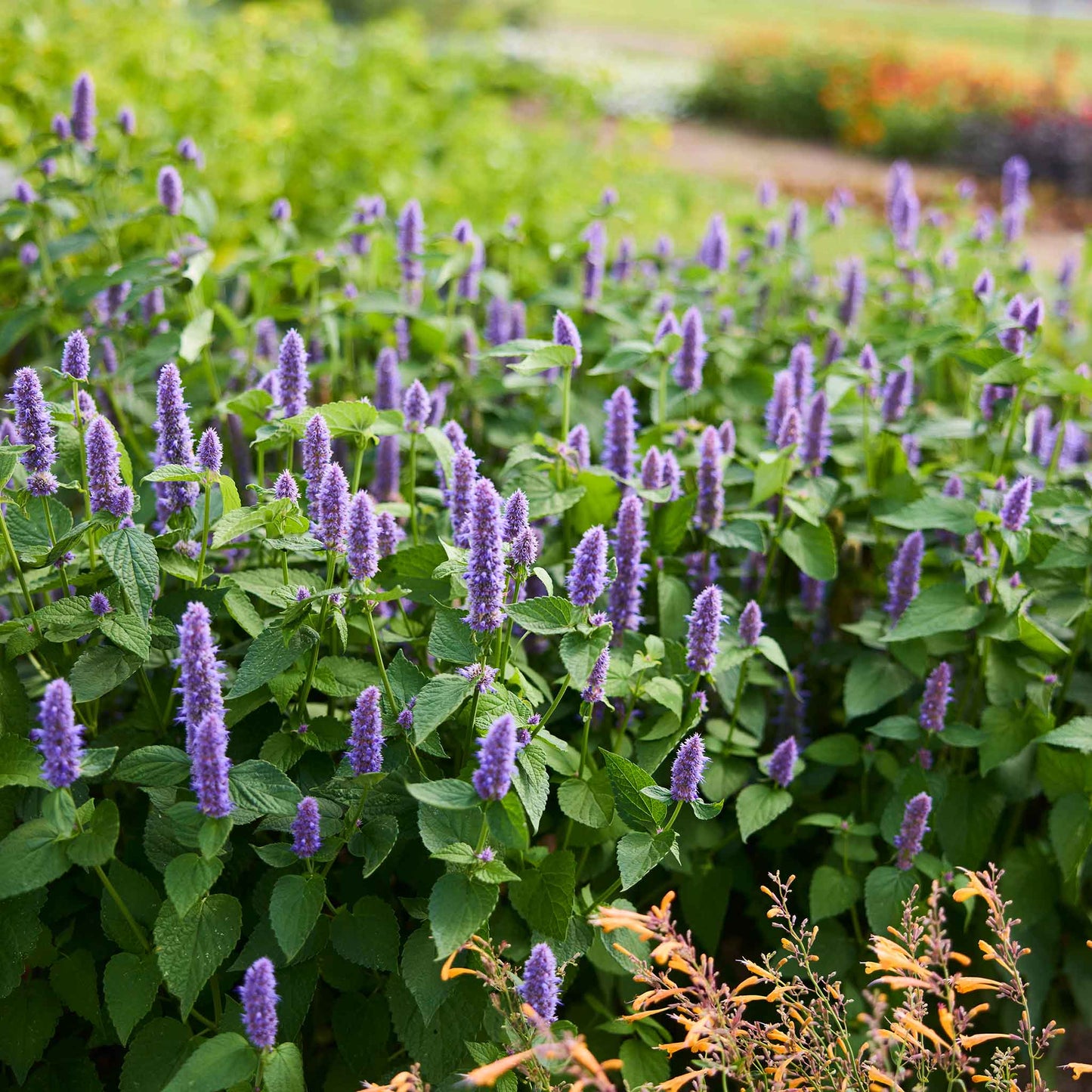 hyssop