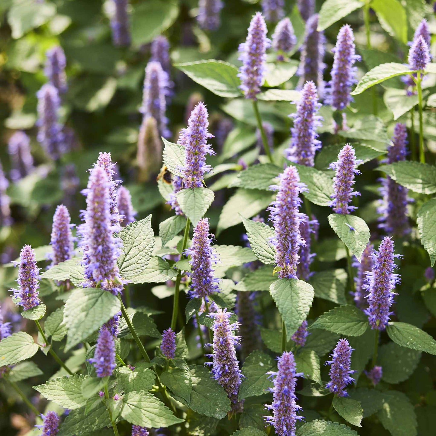 Close-up of hyssop flowers with purple petals and green leaves, against a soft-focus background.