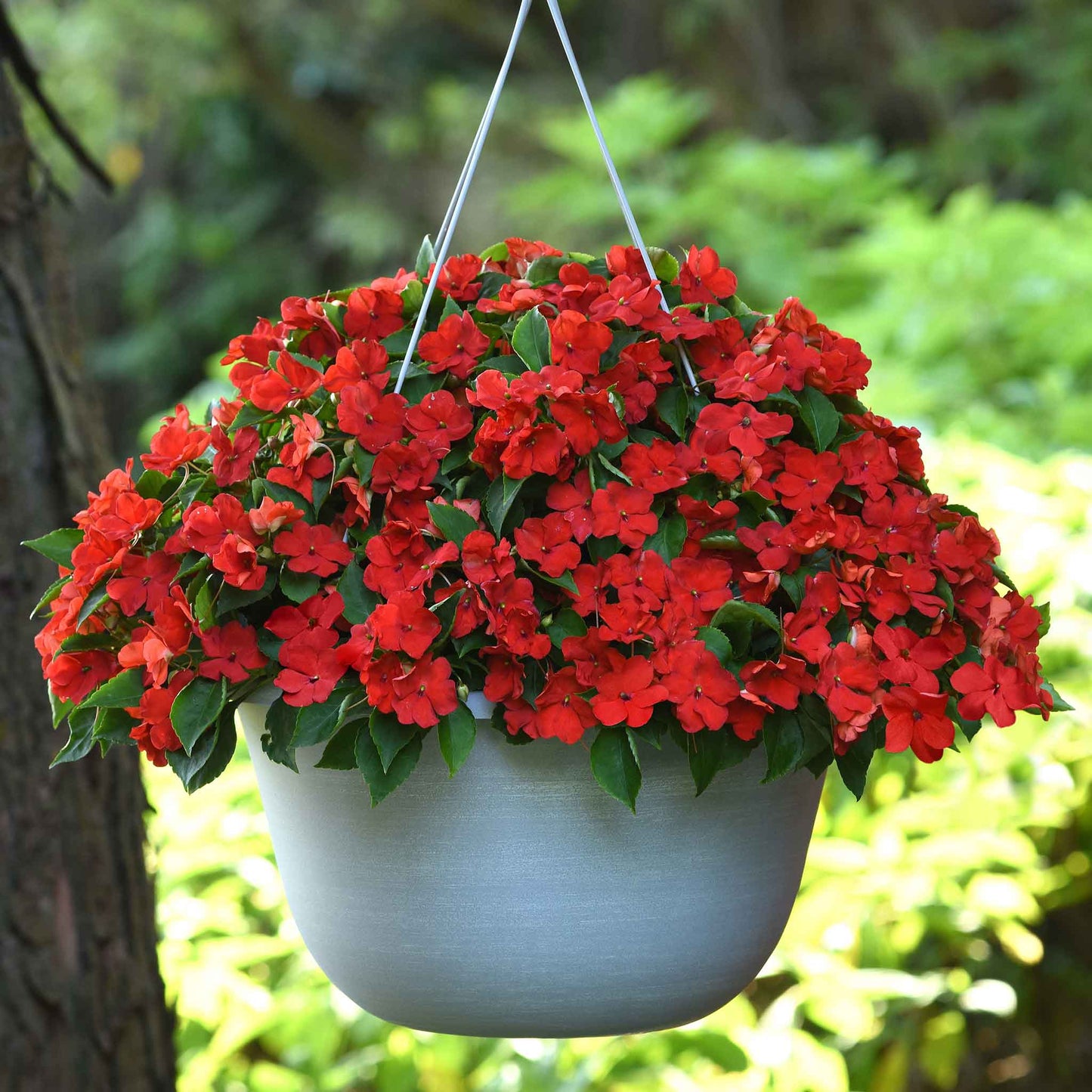 impatiens beacon bright red