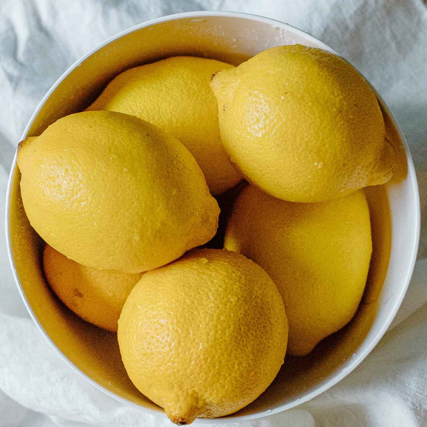 Improved Meyer Lemon Bush