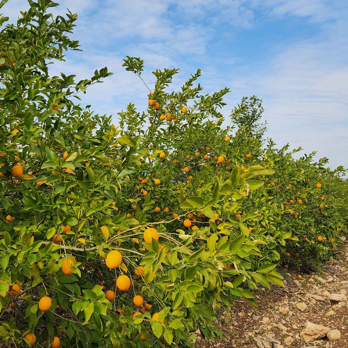 A row of meyer lemon trees laden with bright yellow oranges under a blue sky with light clouds.