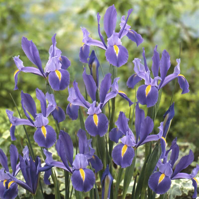 dutch iris discovery