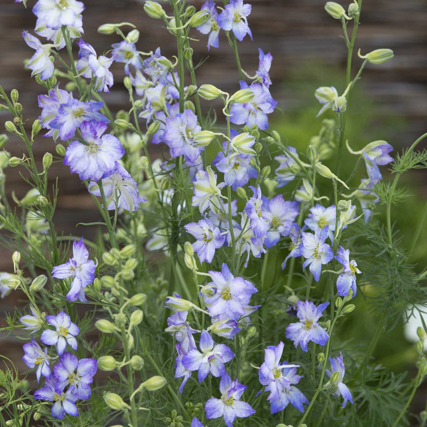 larkspur frosted skies