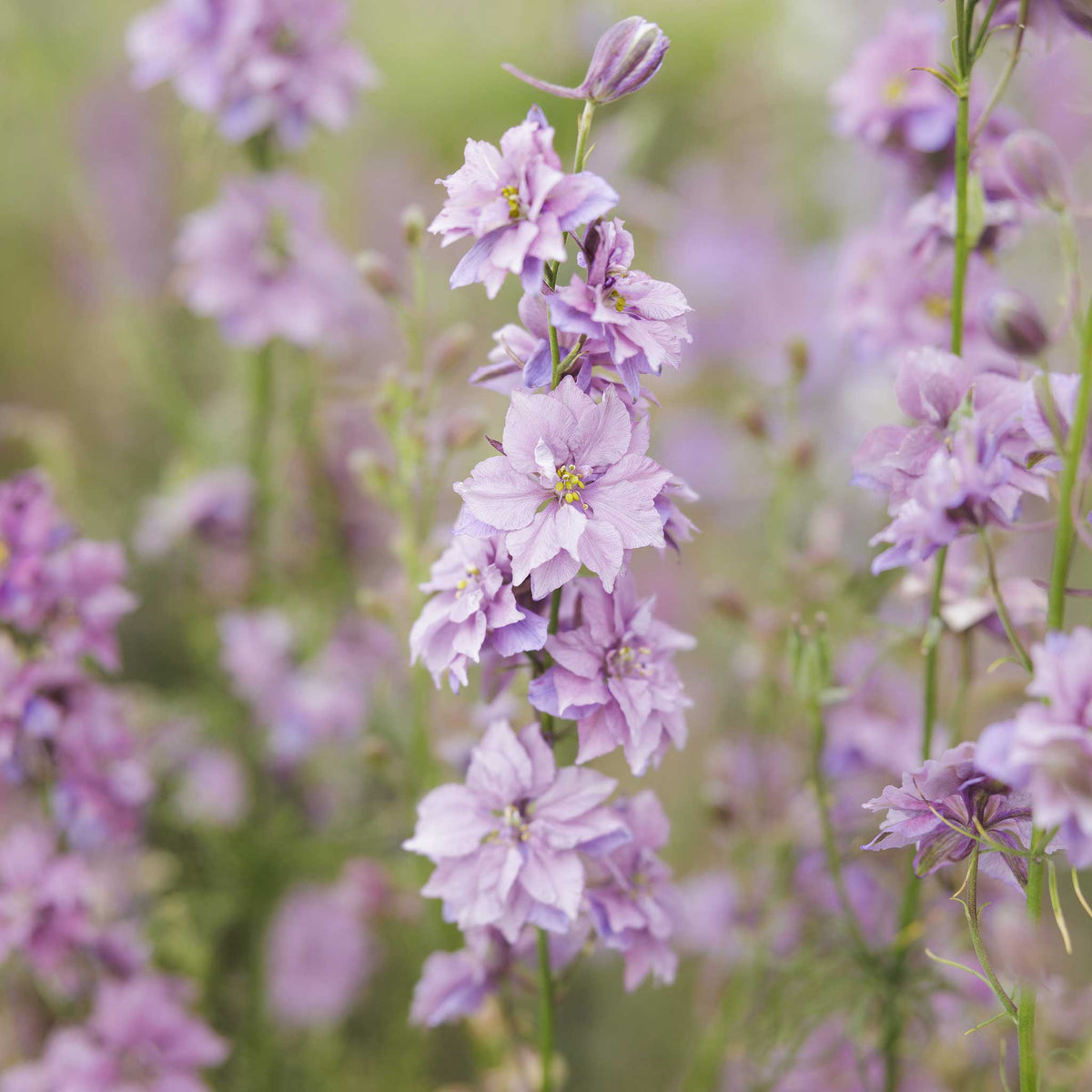 Close-up of misty lavender larkspur flowers with a blurred background