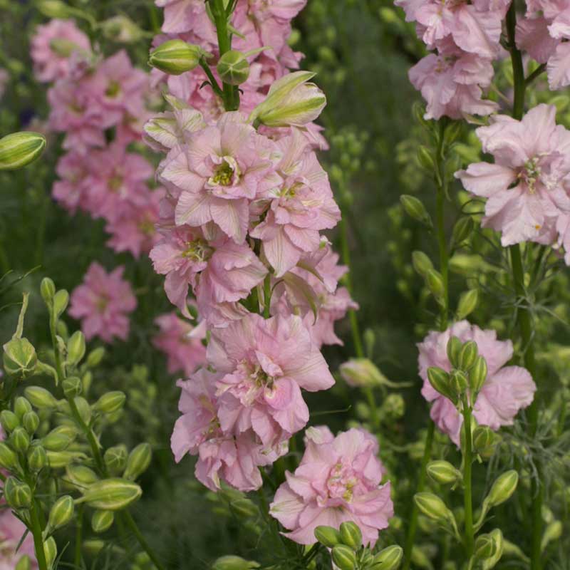 larkspur qis light pink