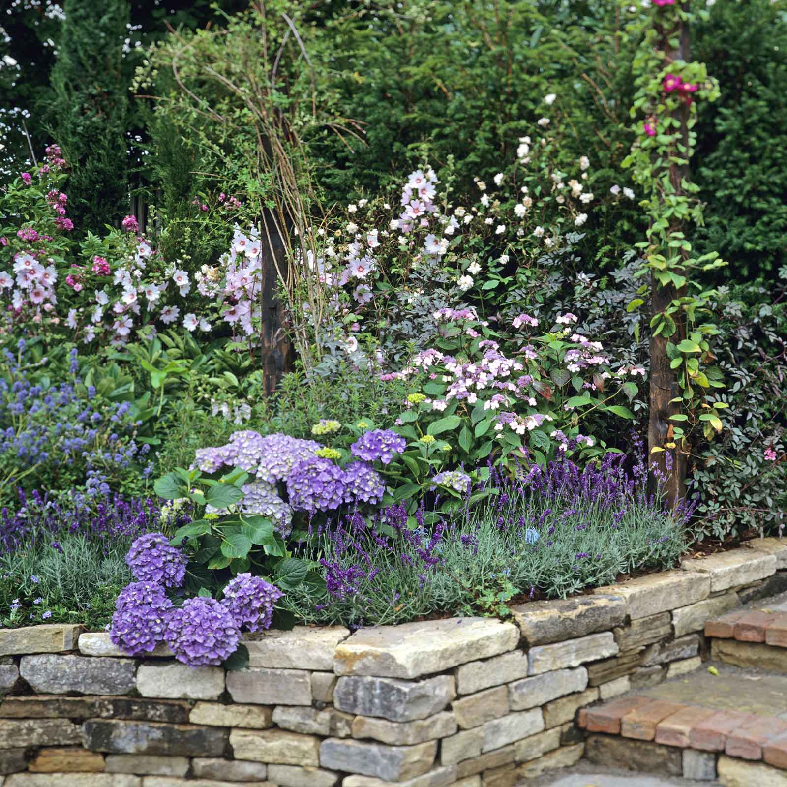 A Hidcote Promise Compact lavender plant with green foliage is shown against a stone-walled garden.