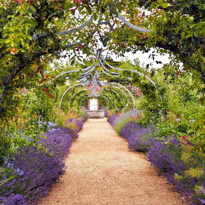 A vibrant field of purple Munstead lavender blooms edging a pathway.