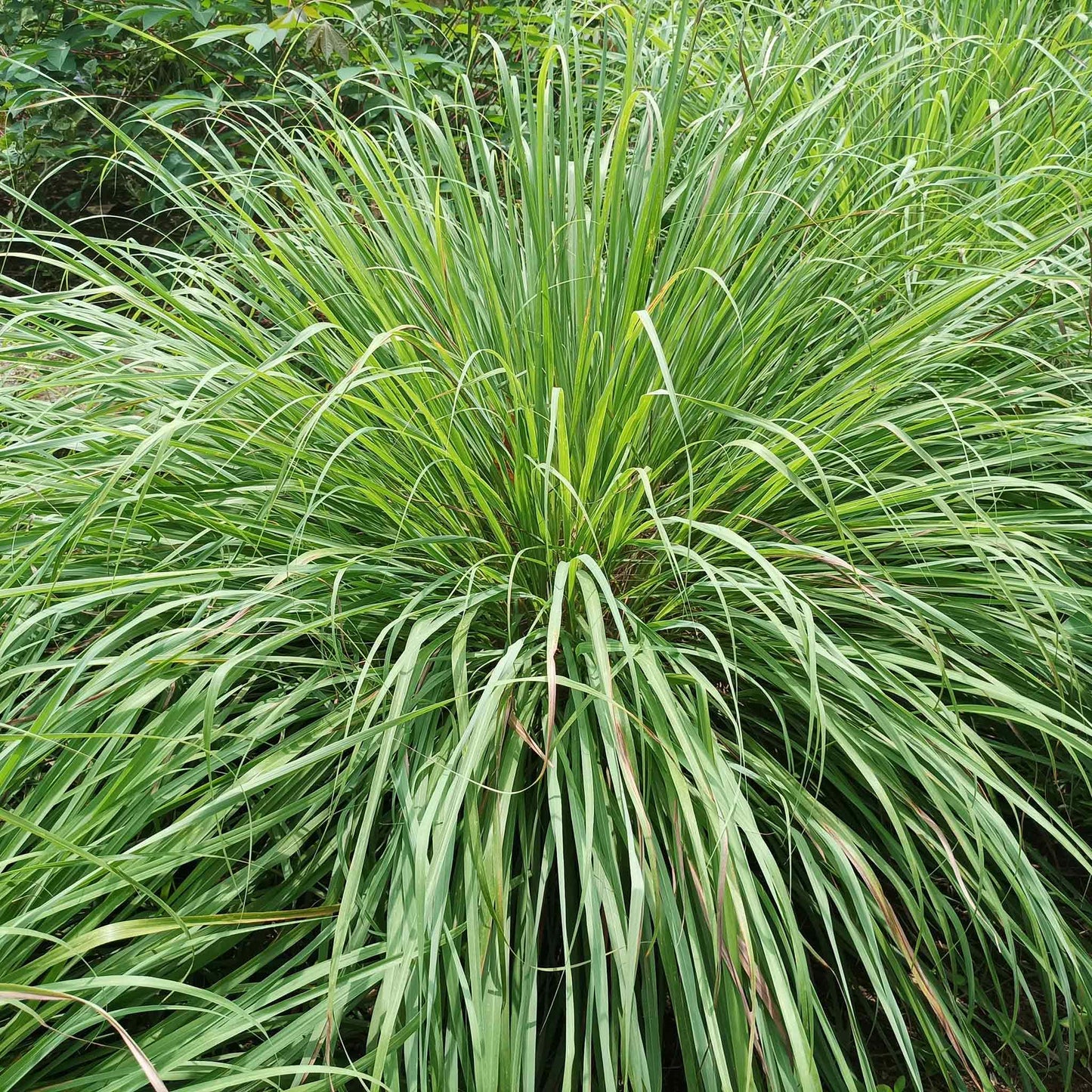 lemongrass west indian