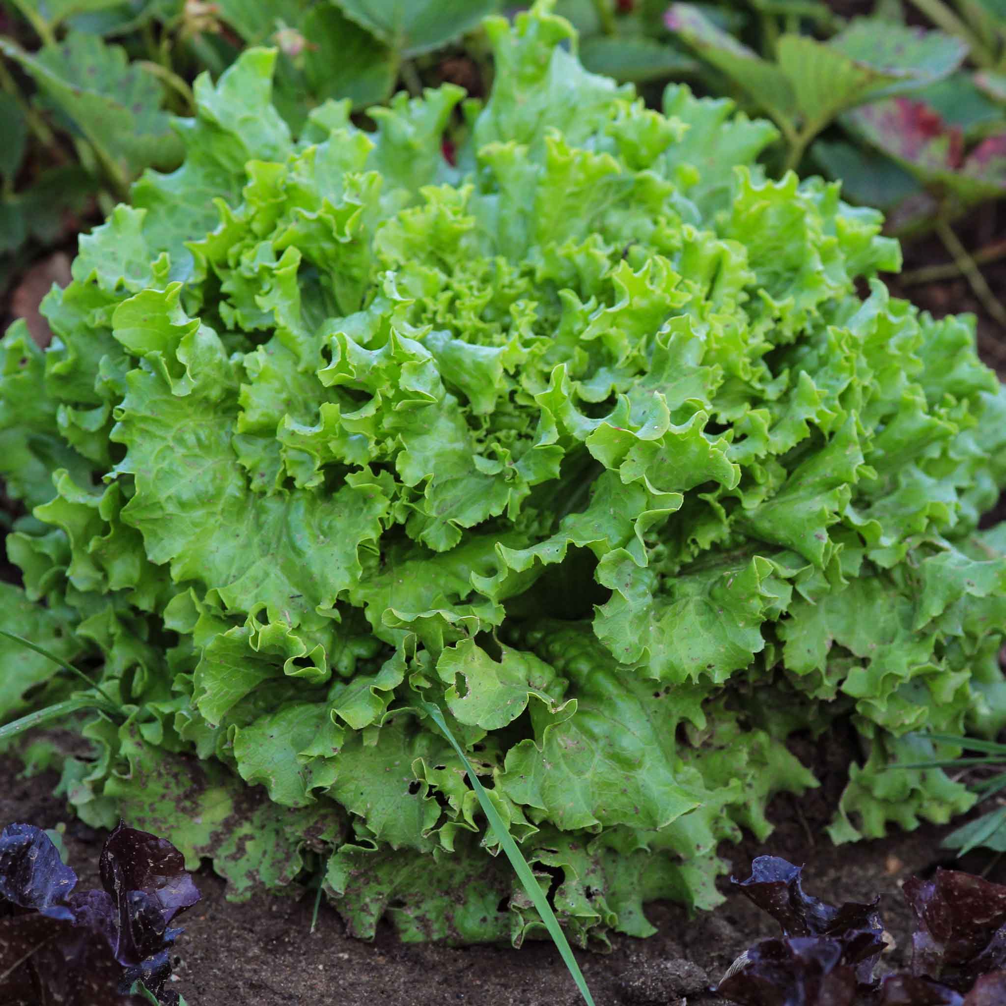 Lettuce Seeds Grand Rapids TBR Vegetable Seeds in Packets & Bulk