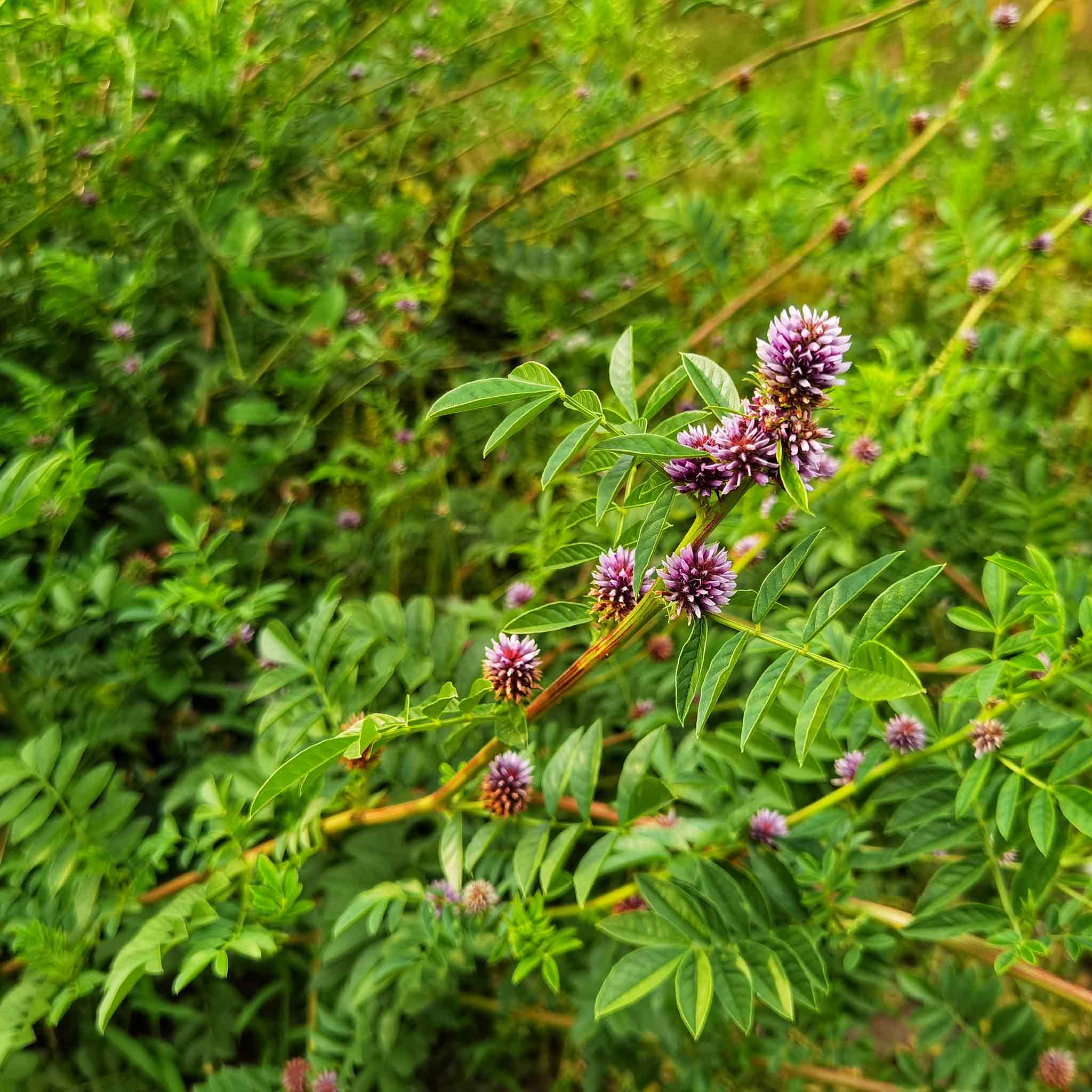 A close-up of a vibrant green licorice plant with several flowers clearly growing on a stem.
