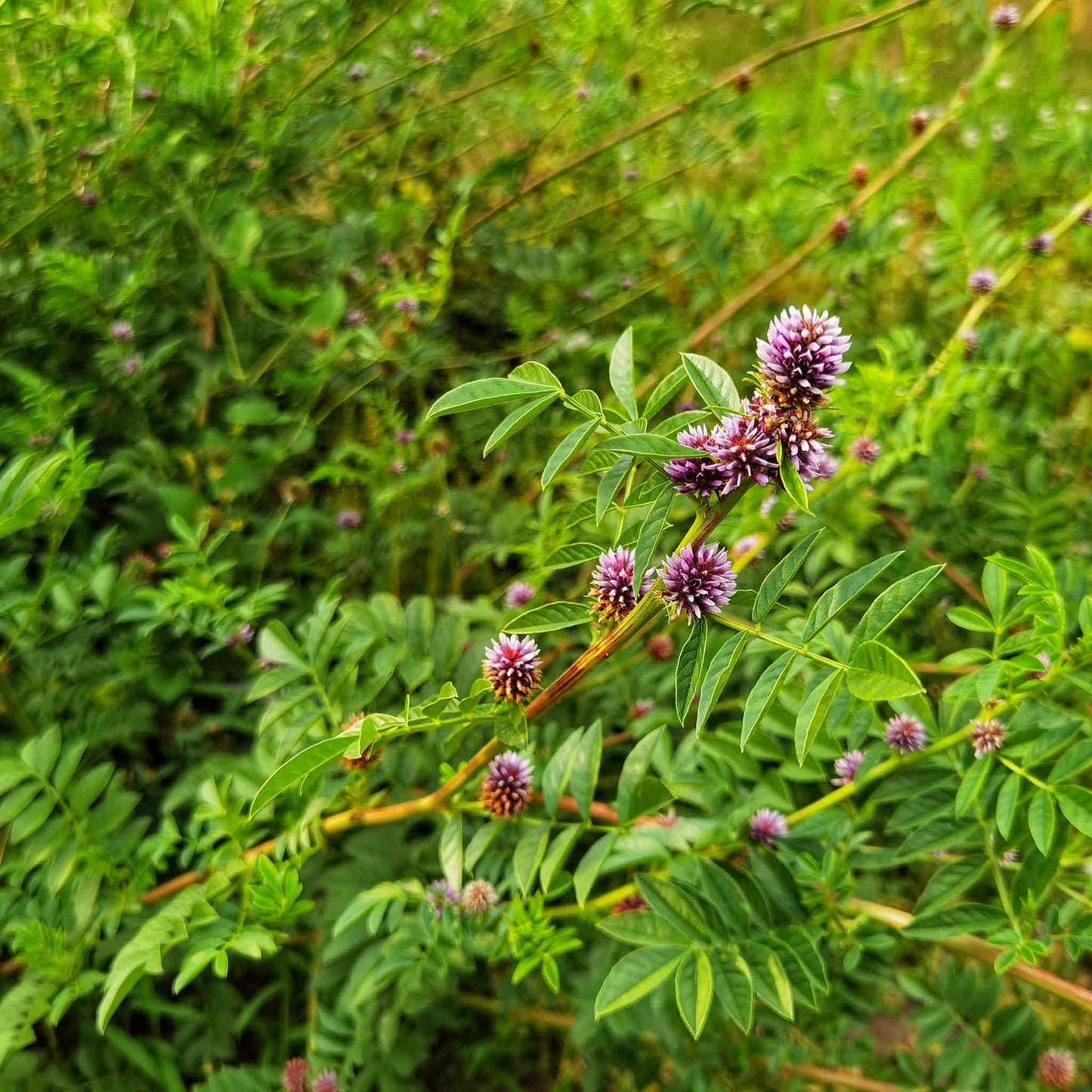 A close-up of a vibrant green licorice plant with several flowers clearly growing on a stem.