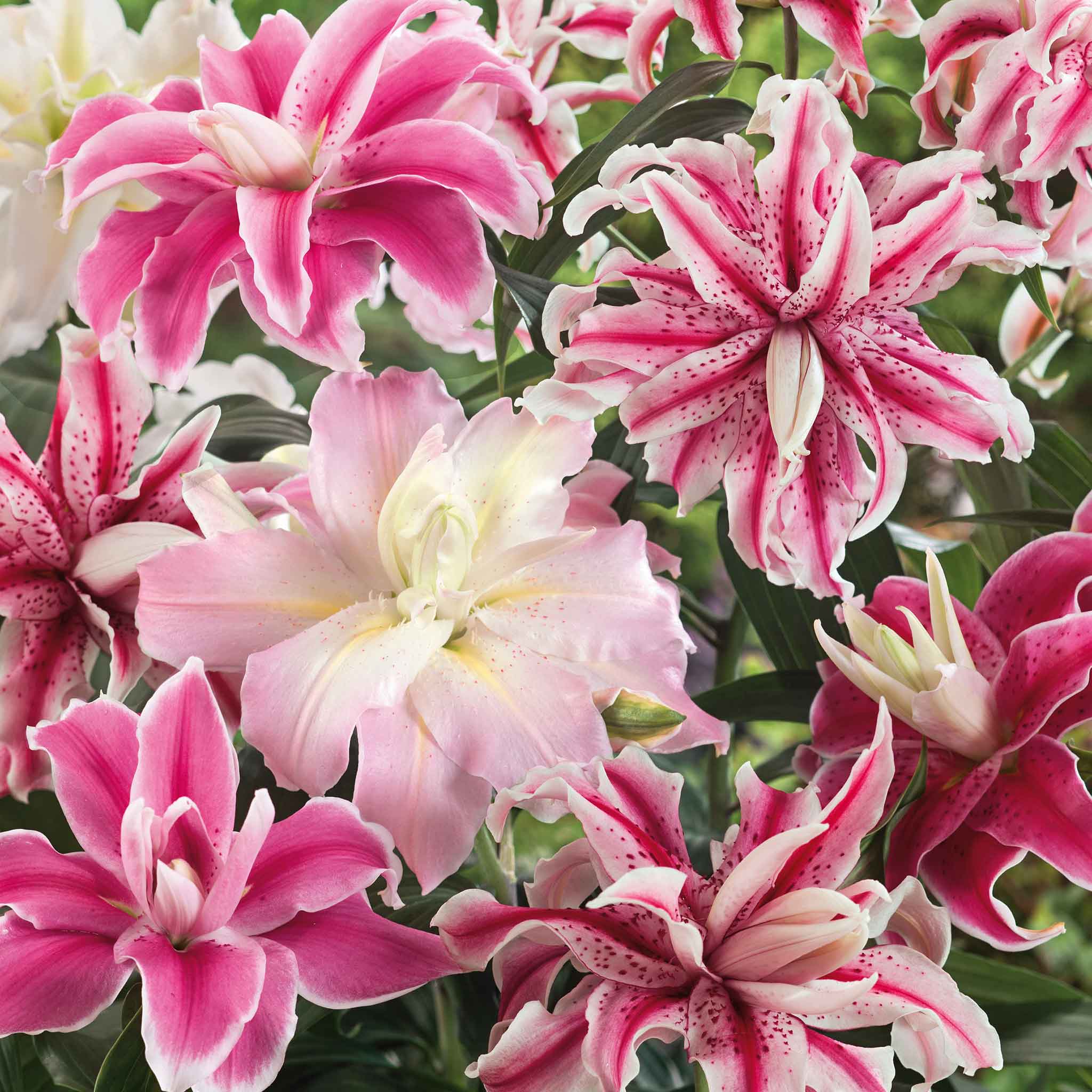 double oriental lily mix