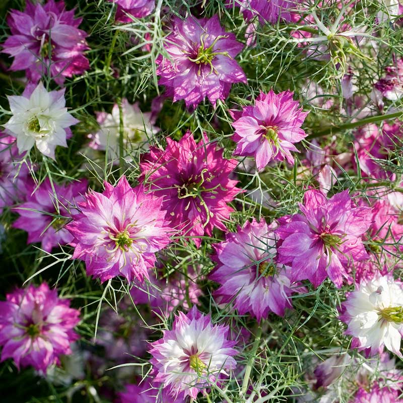 love in a mist mulberry rose | copyright: Floramedia UK Ltd