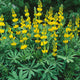 Annual Lupine Seeds - Golden Yellow