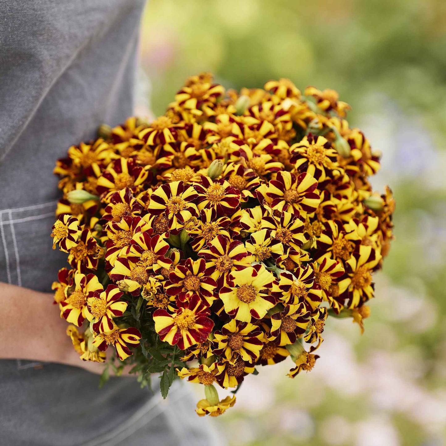 marigold court jester