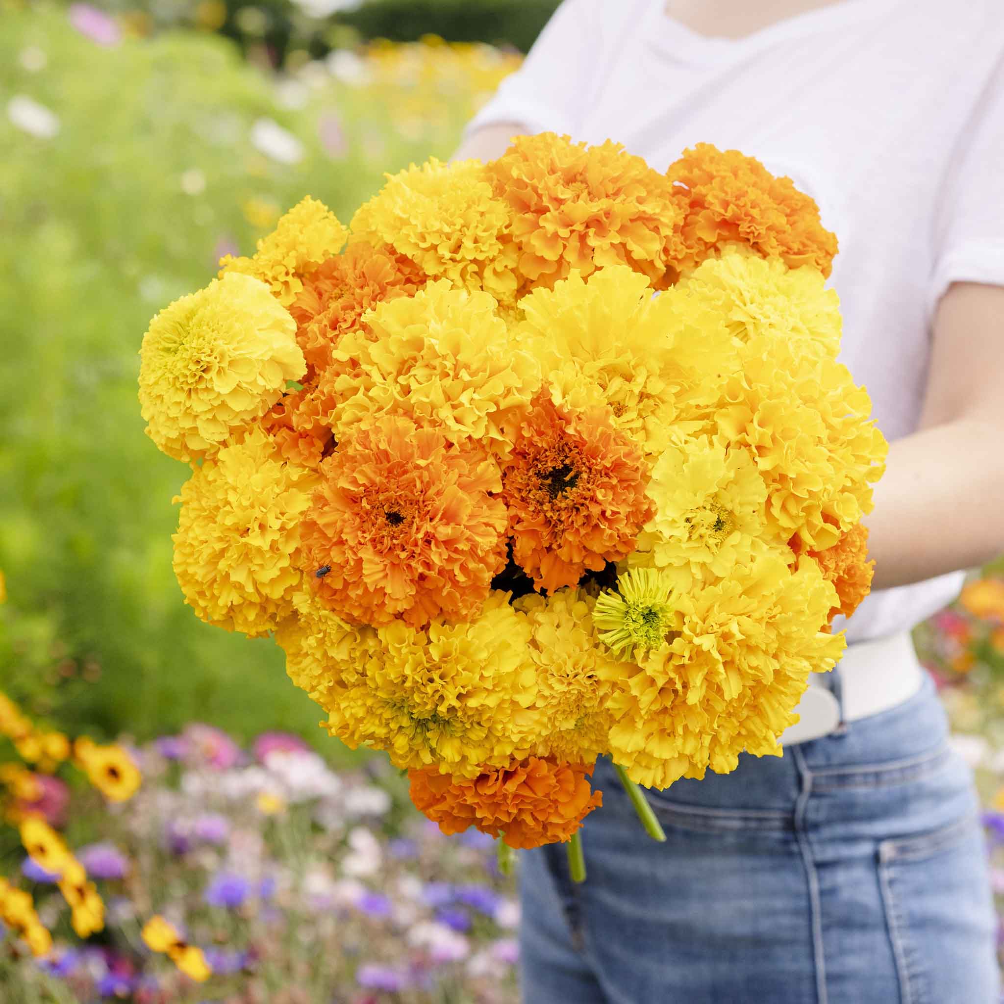 A close-up view of a vibrant orange and yellow marigold crackerjack mix with a soft, blurred background.