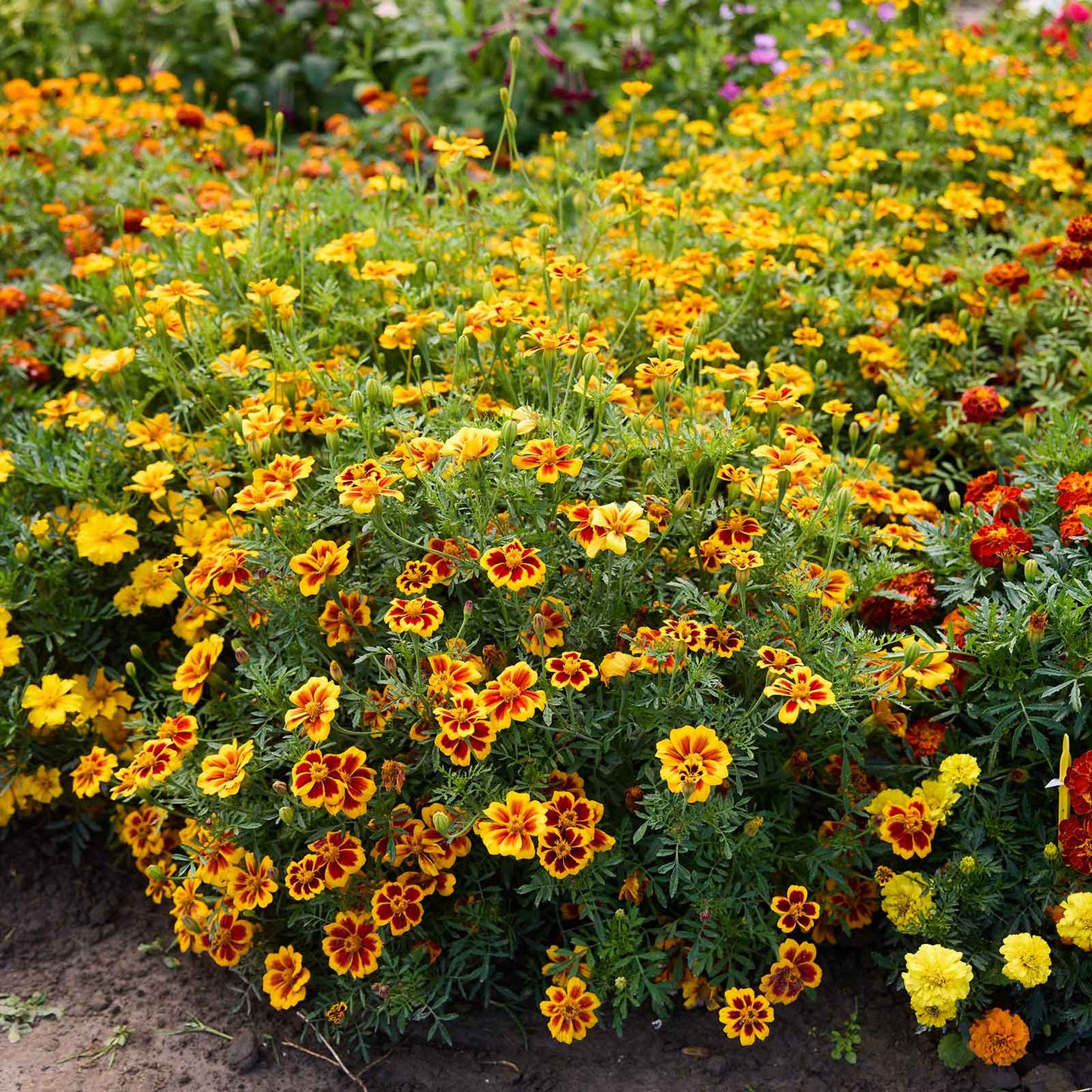 Bush of Dainty Marietta marigolds with yellow border and red center.