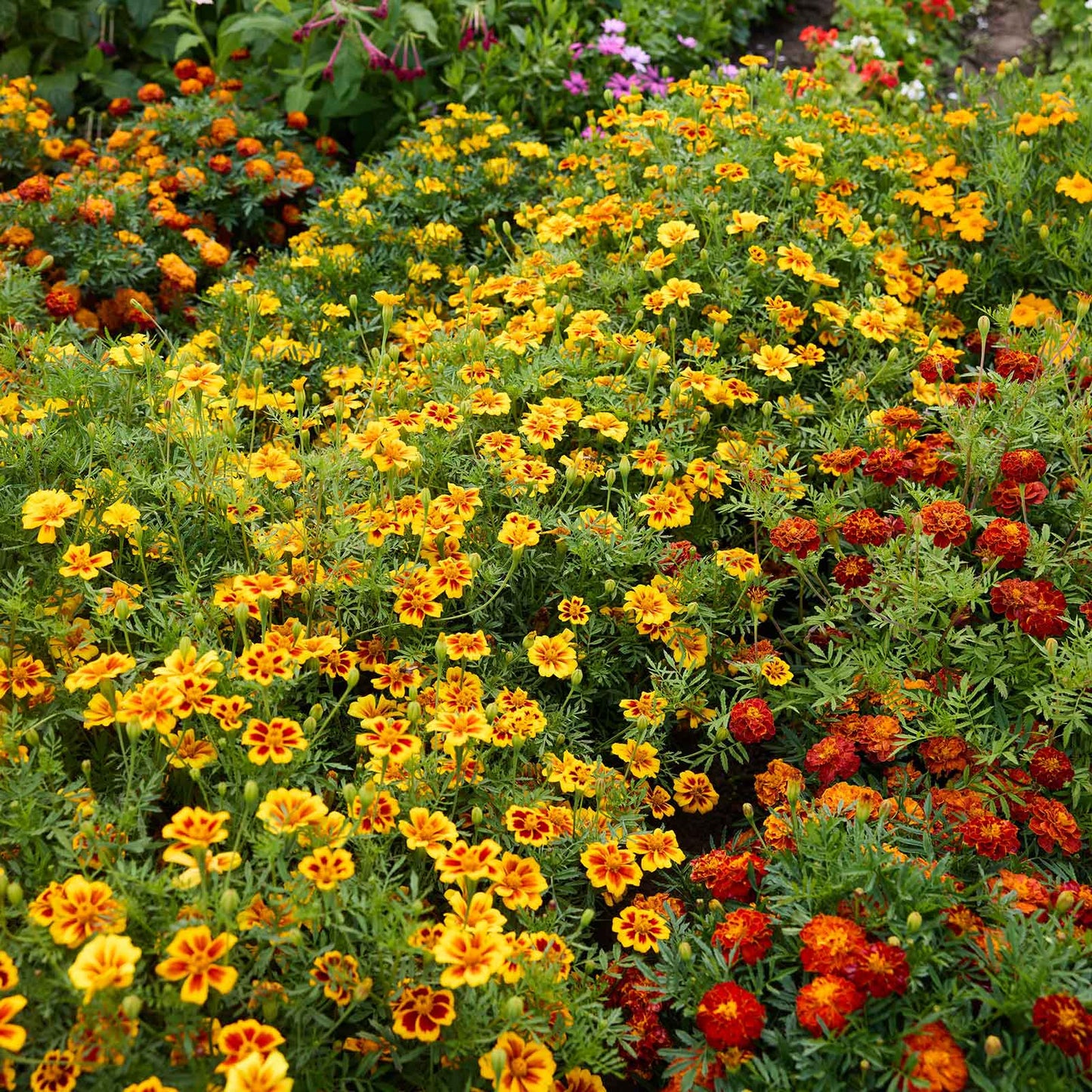 Bush of Brocade mix marigold with orange, yellow, and red mixed flowers.