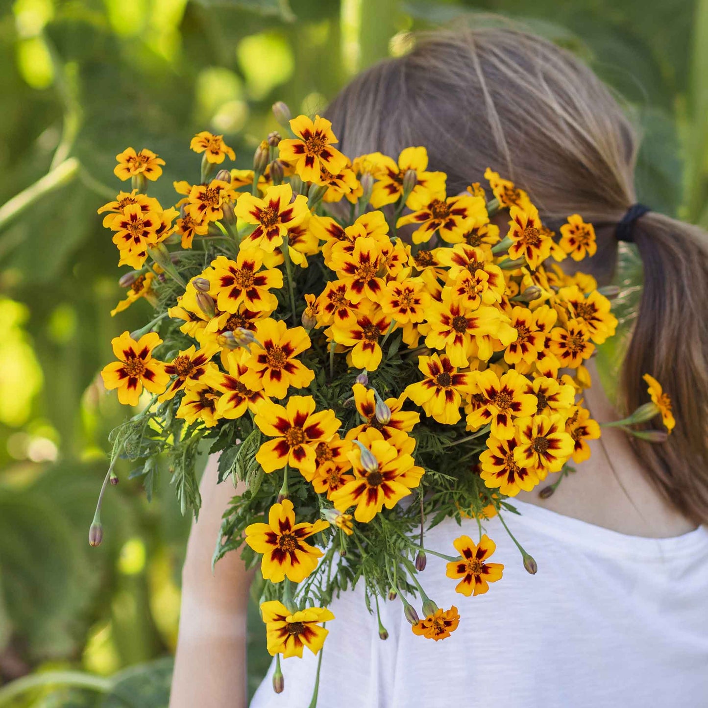 marigold dainty marietta