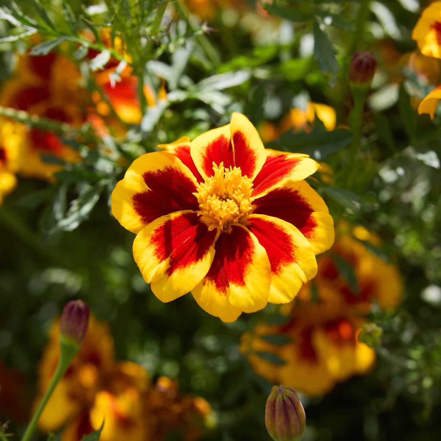 Close-up of a Dainty Marietta marigold flower with green leaves in the background.