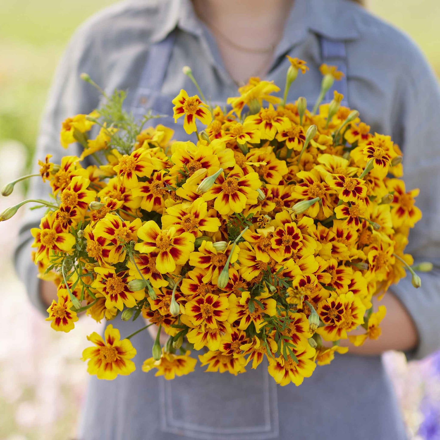 marigold naughty marietta