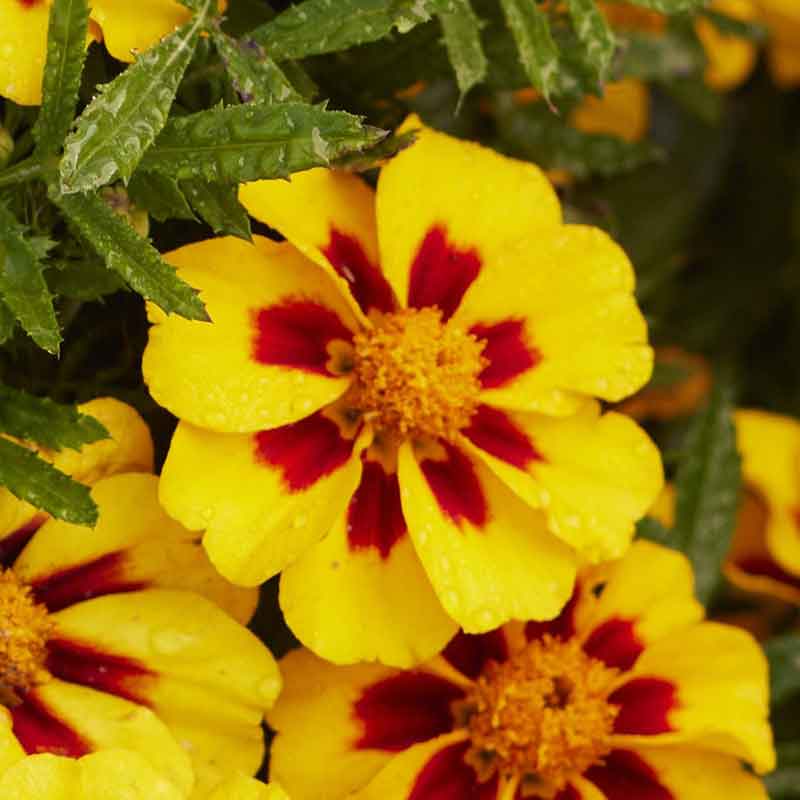 marigold naughty marietta