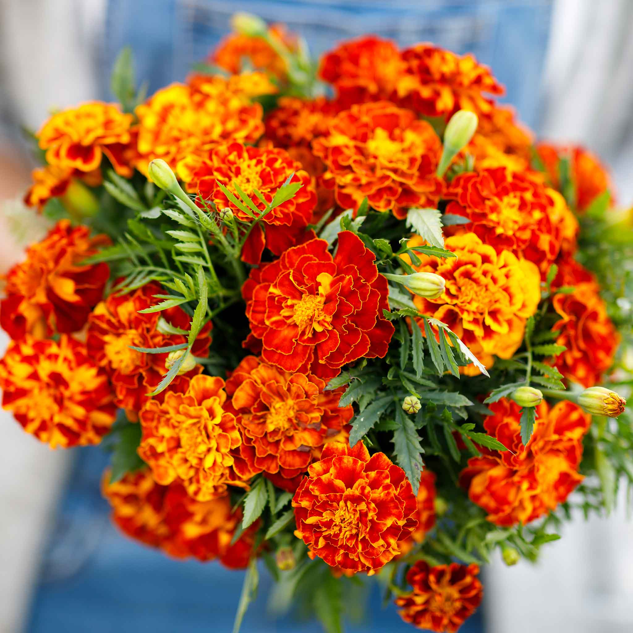 A close-up of a vibrant orange sparky mix marigold flower with a blurred blue background.