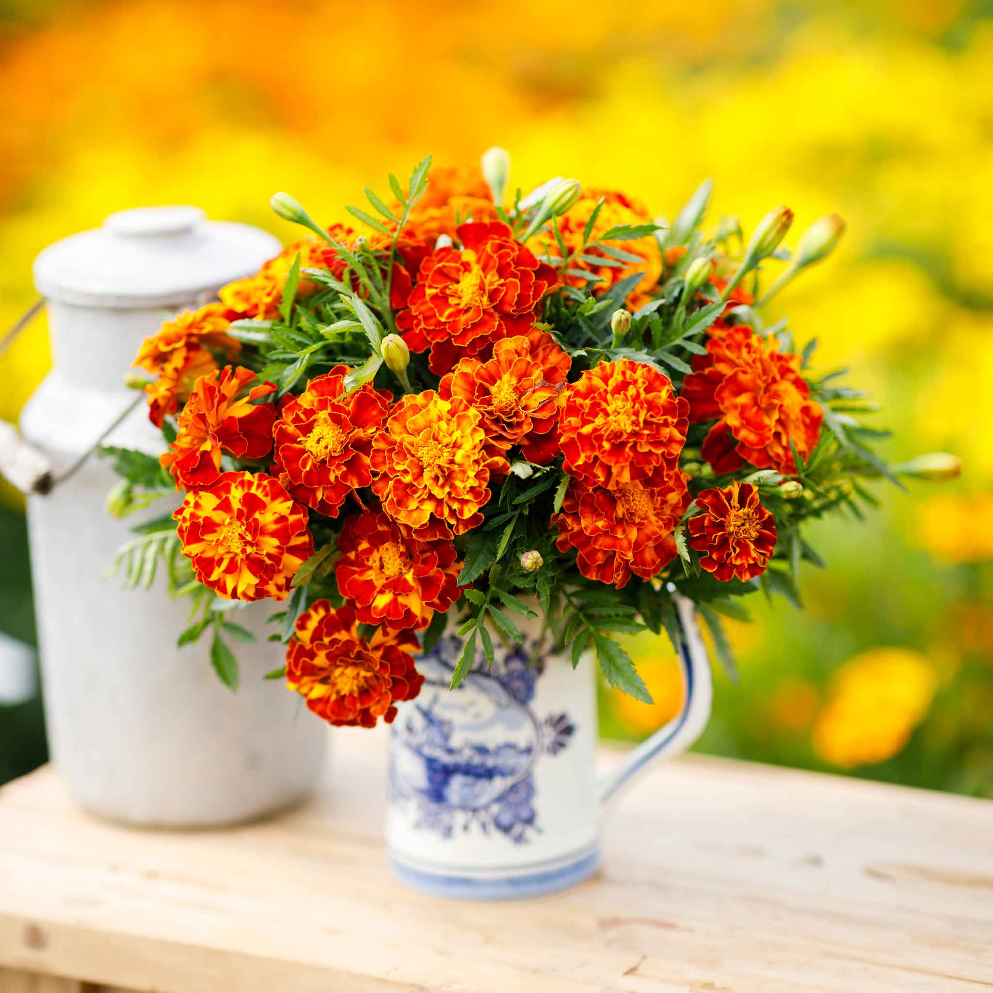 Ceramic vase of orange and yellow sparky mix marigold flowers with green leaves.