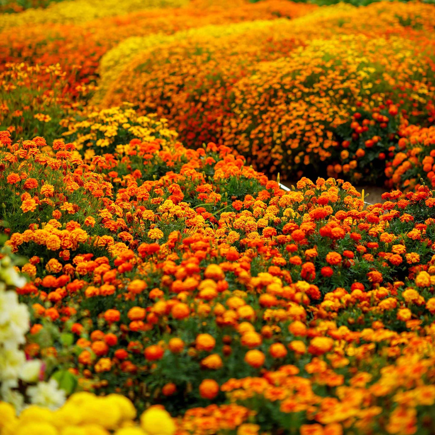A field of a French Marigold Sparky Mix flower, showcasing its striking yellow and orange petals.