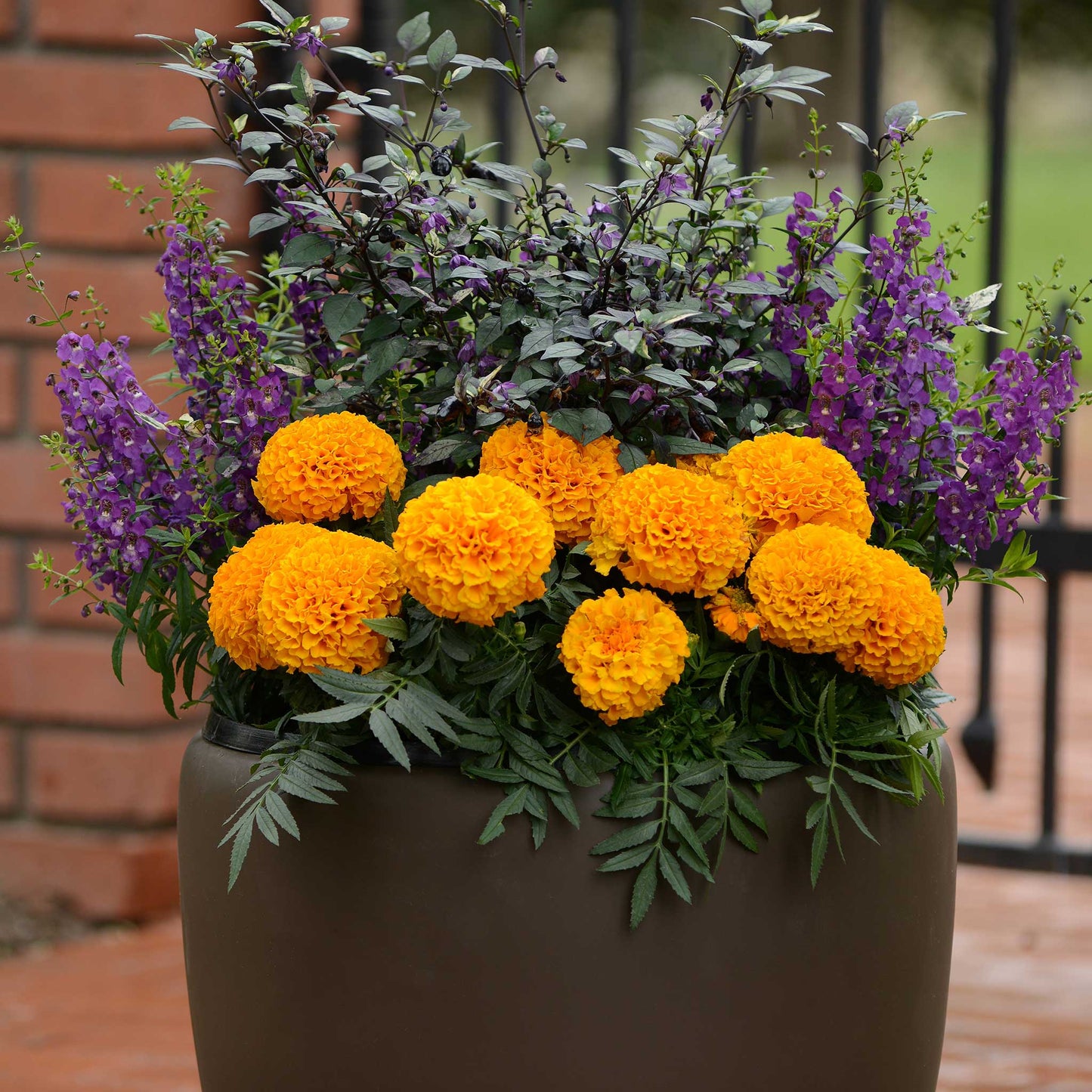 marigold taishan orange