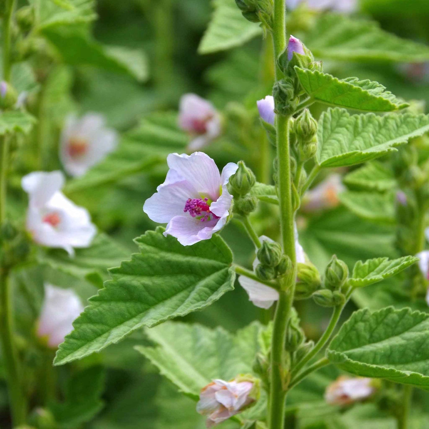 A close-up of a blooming marshmallow plant with soft white flowers and green leaves in soft focus.