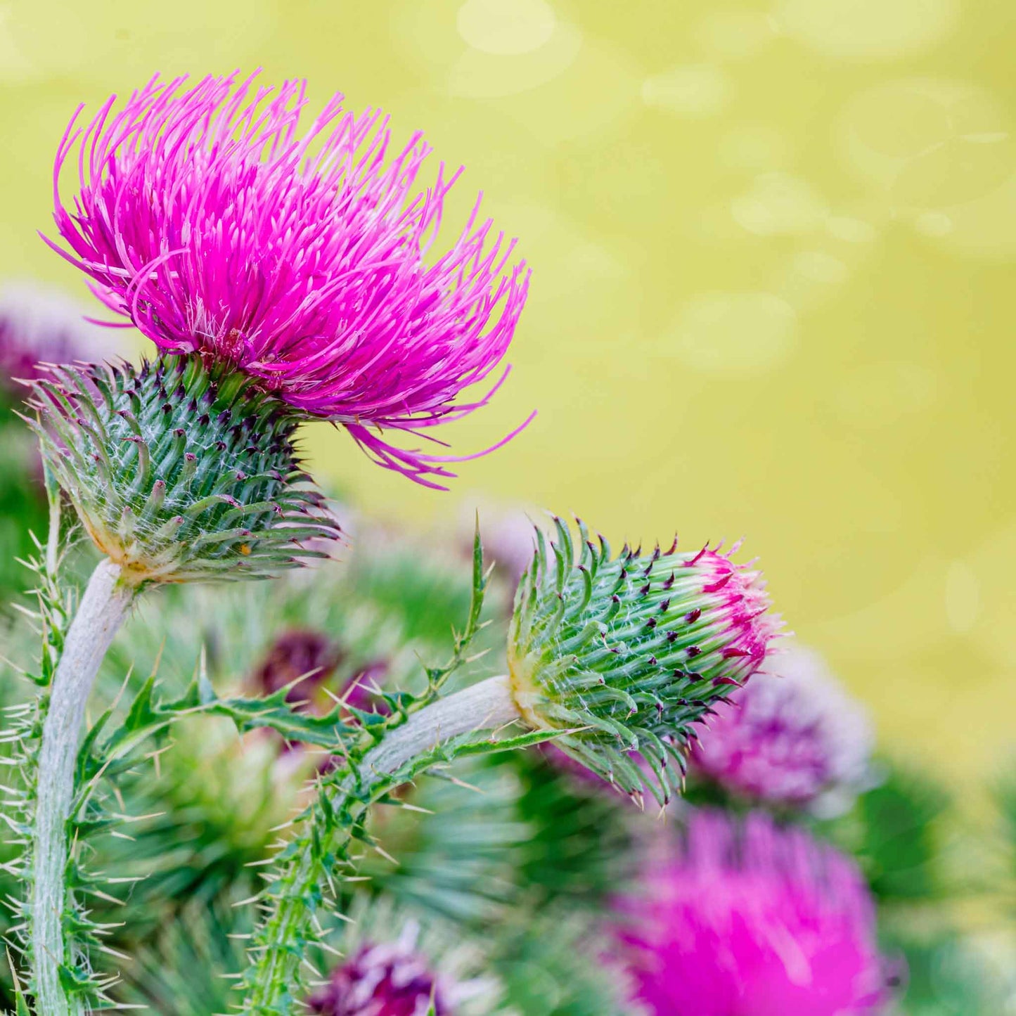 A close-up shot of milk thistle blooms with some small green spikey leaves.