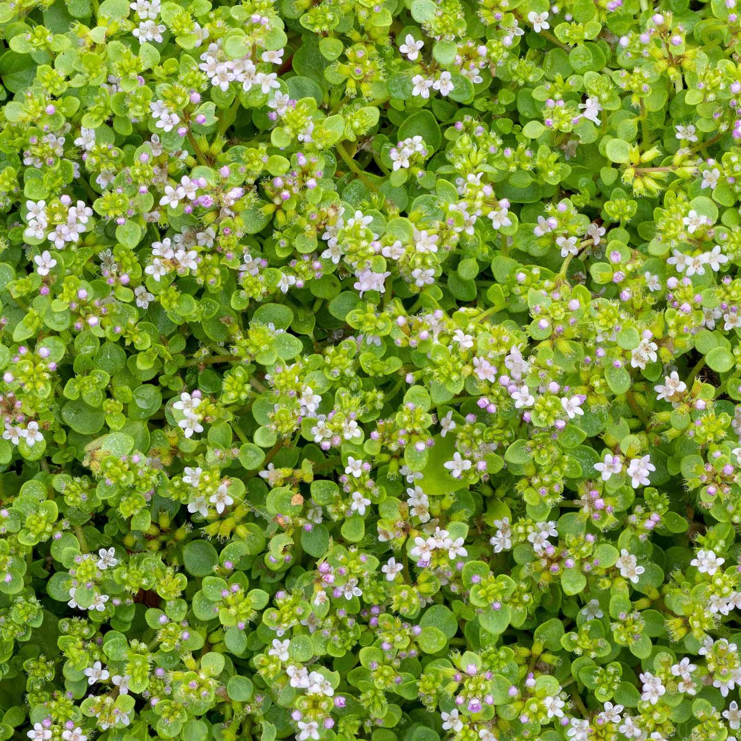 A close-up of small, green Corsican mini mint leaves with small, pink and white flowers.