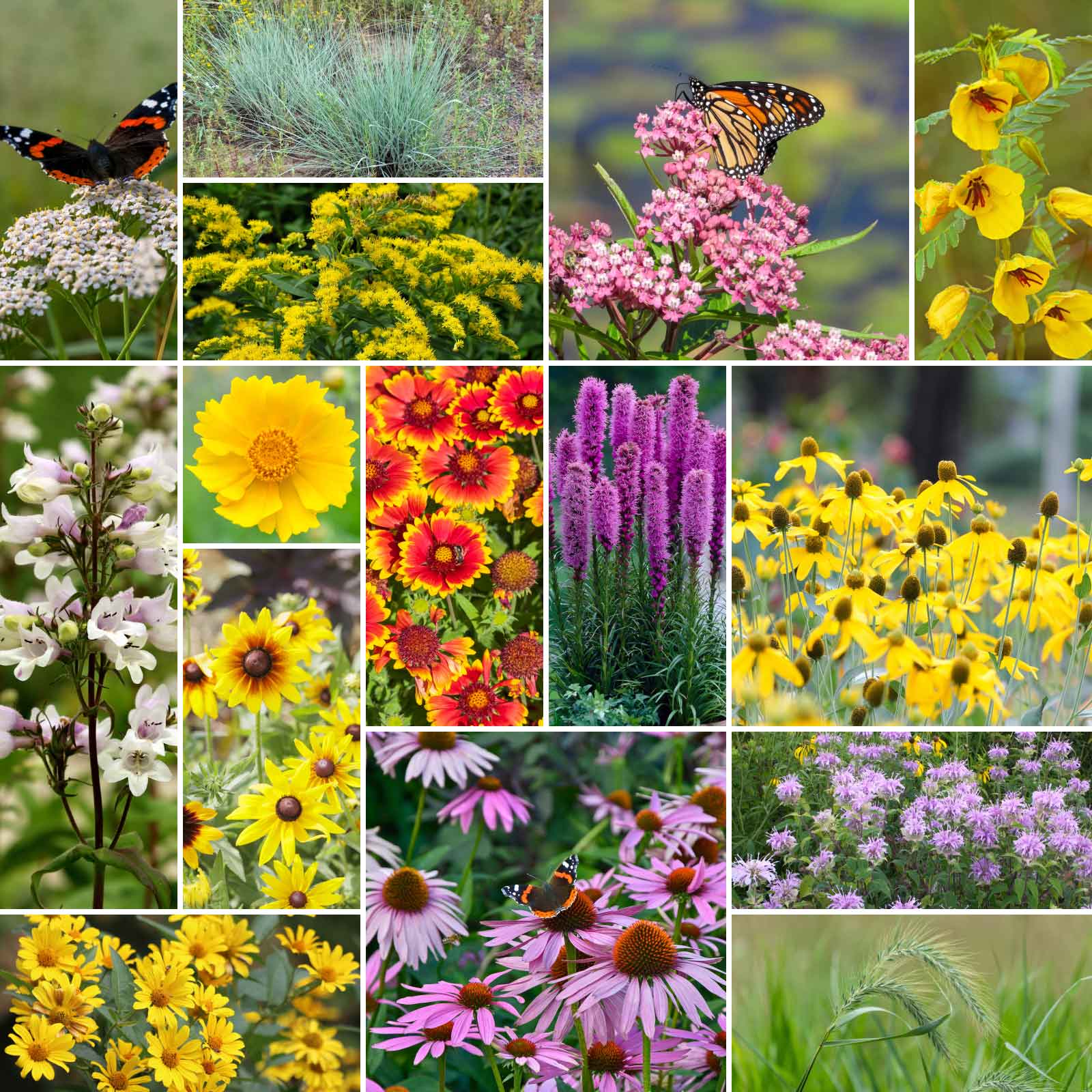 wildflower seeds for erosion control Erosion Control Flower Seed Mix Erosion Control Flower Seed Mix, Mixed