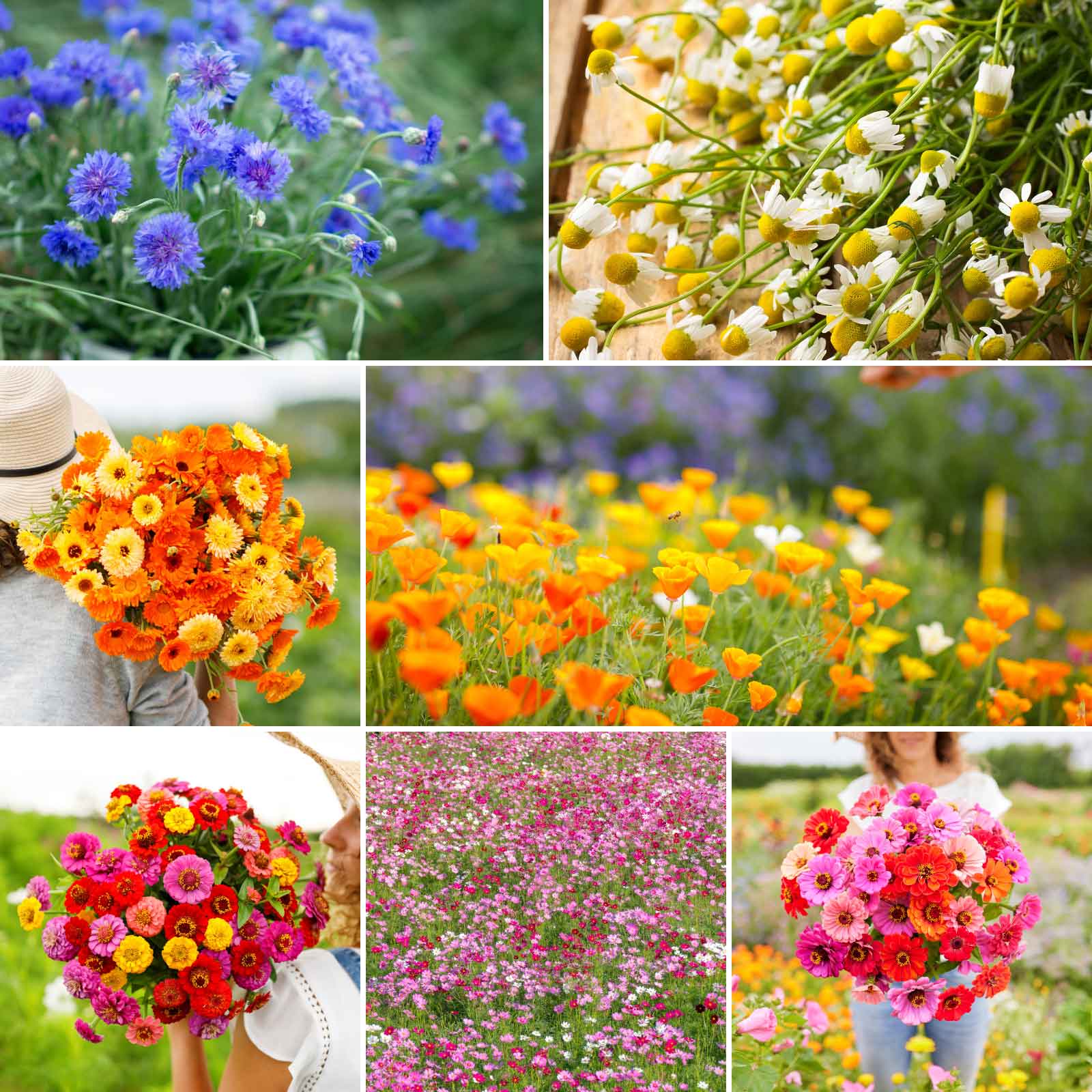 eden brothers southeast wildflower seed mix Field Day Flower Seed Mix Field Day Flower Seed Mix, Mixed