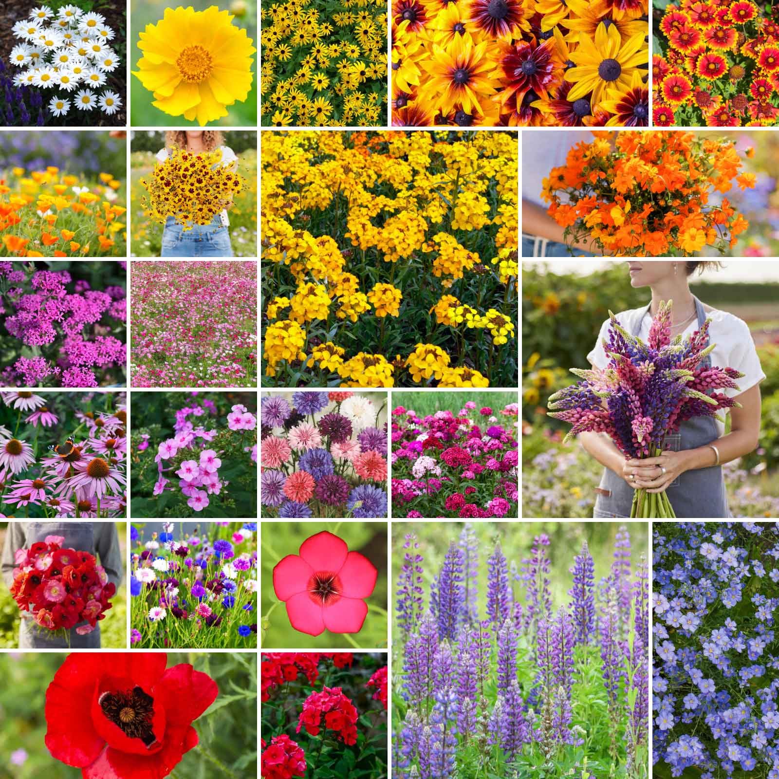 maine wildflower seeds Northeast Wildflower Seed Mix Northeast Wildflower Seed Mix, Mixed