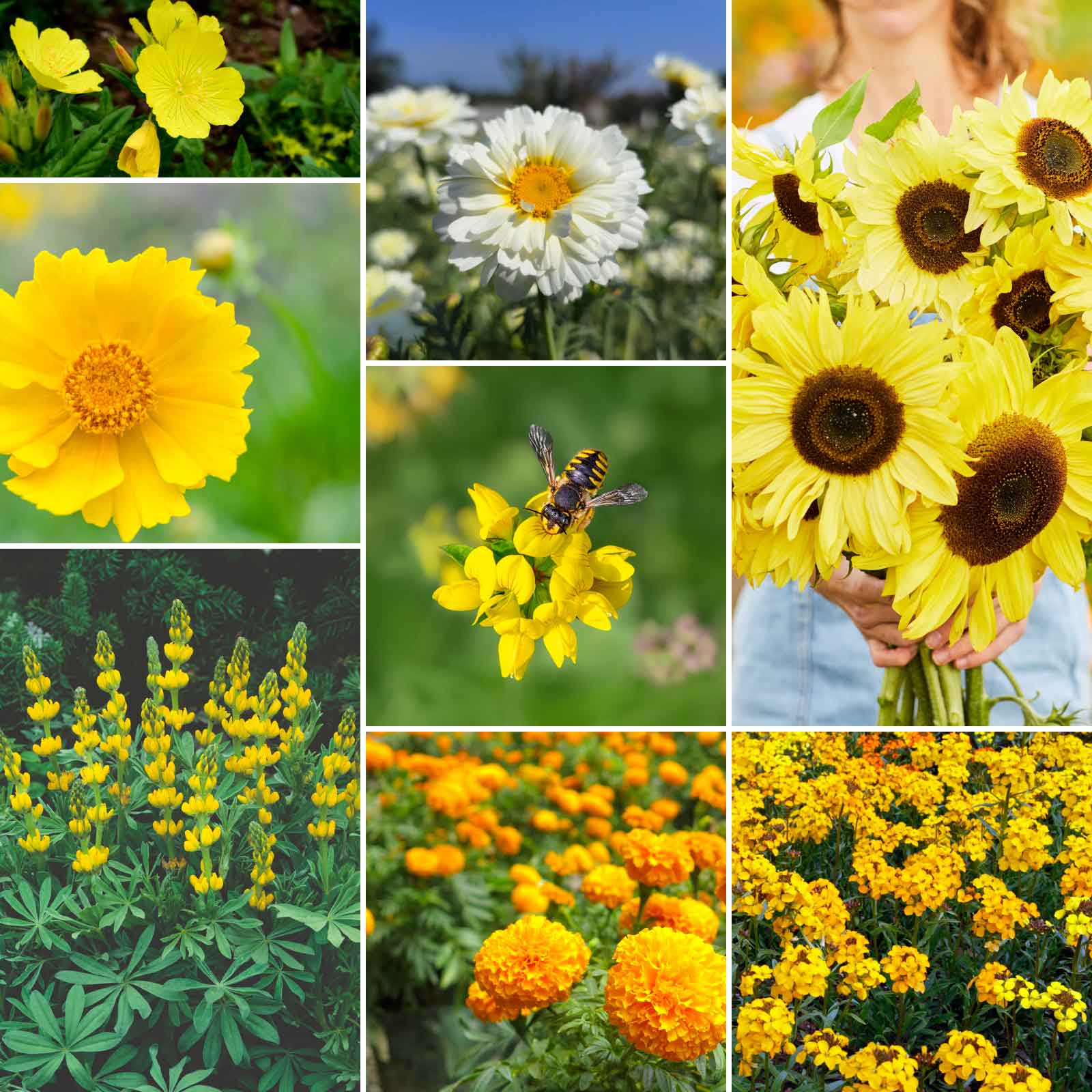 12+ Yellow Annual Flowers Common Yellow Flowers 70 Cheerful Plants With Yellow Flowers