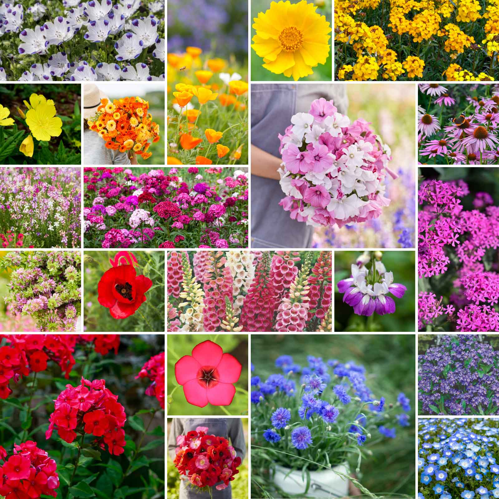 organic wildflower seed mix Partial Shade Wildflower Seed Mix Partial Shade Wildflower Seed Mix, Mixed