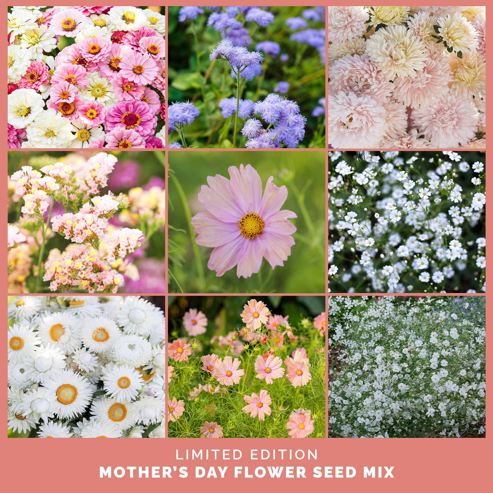 flower seeds for mother's day Mother's Day Flower Seed Mix | Wildflower Seeds