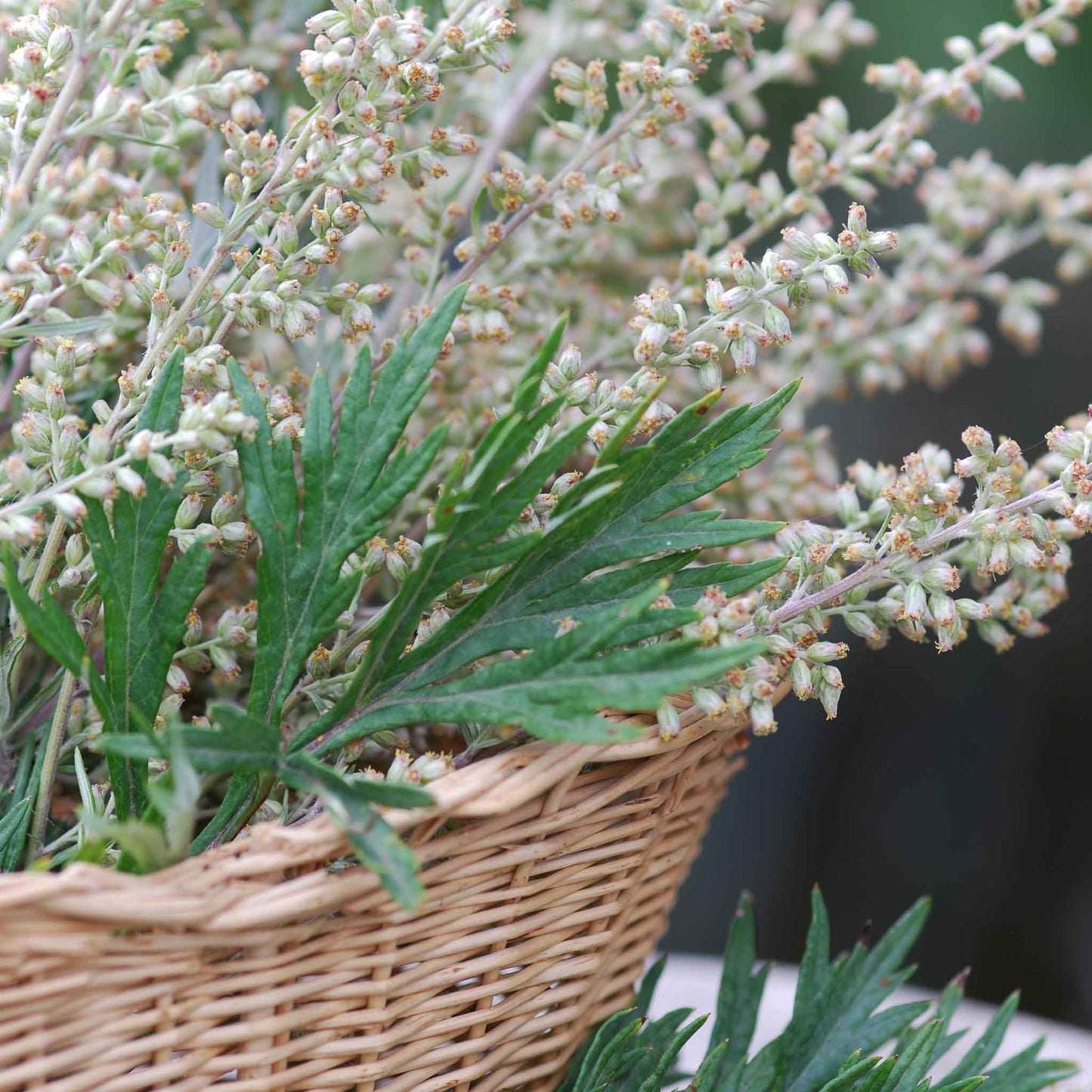 Close-up of a small, green mugwort plant with fuzzy leaves in a basket.