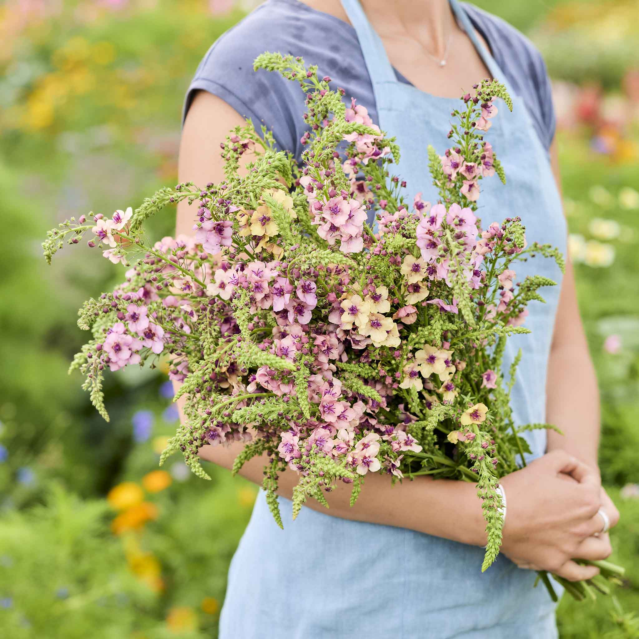 Person holding a bouquet of pink and yellow Mullein Souther Charm flowers in a garden setting