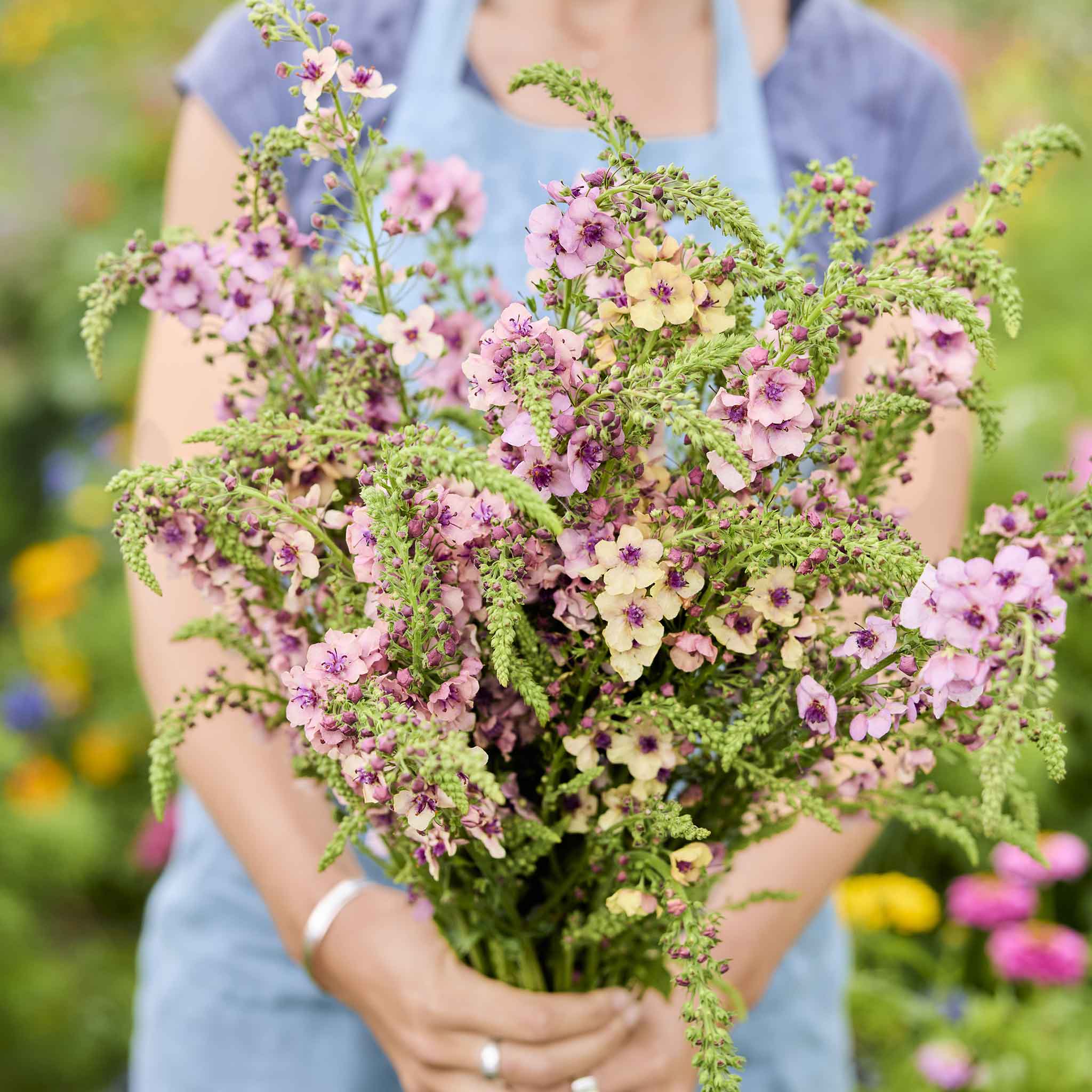Person holding a bouquet of Mullein Southern Charm flowers with a blurred garden background