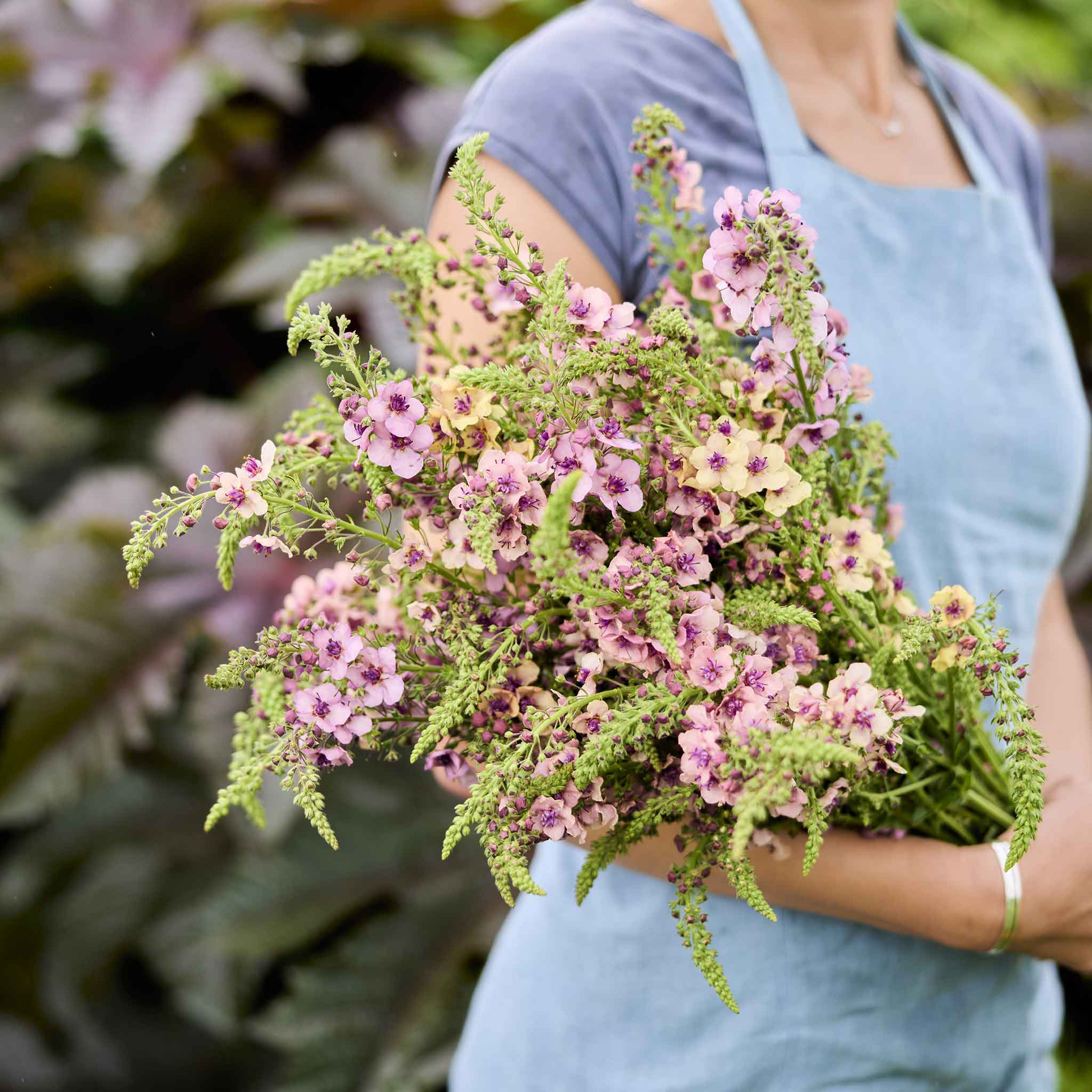 Bouquet of Mullein Southern Charm flowers with a blurred garden background