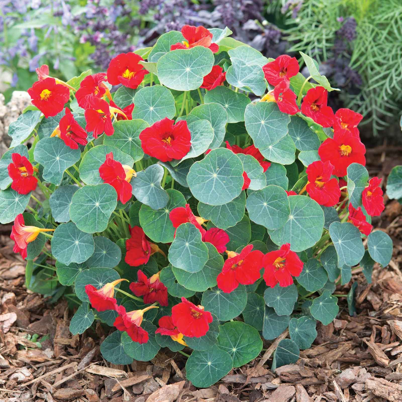 red nasturtium flowers and green leaves in a garden
