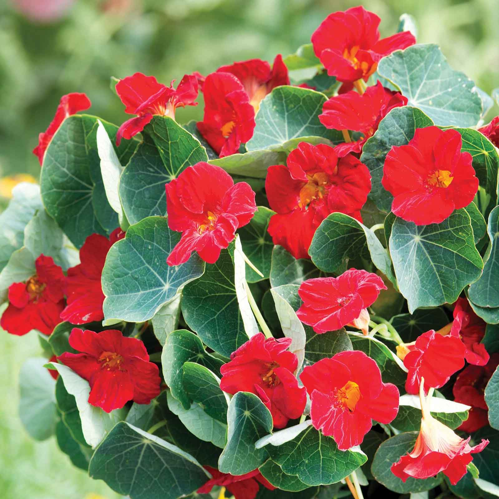 Close-up of nasturtium red flowers with green leaves on a blurred green background