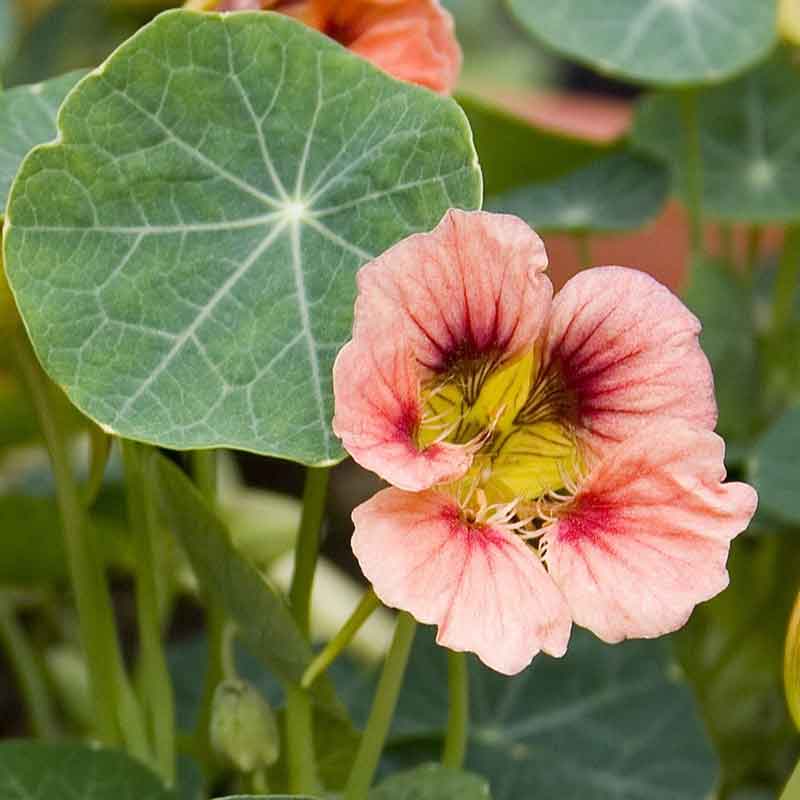 nasturtium ladybird rose