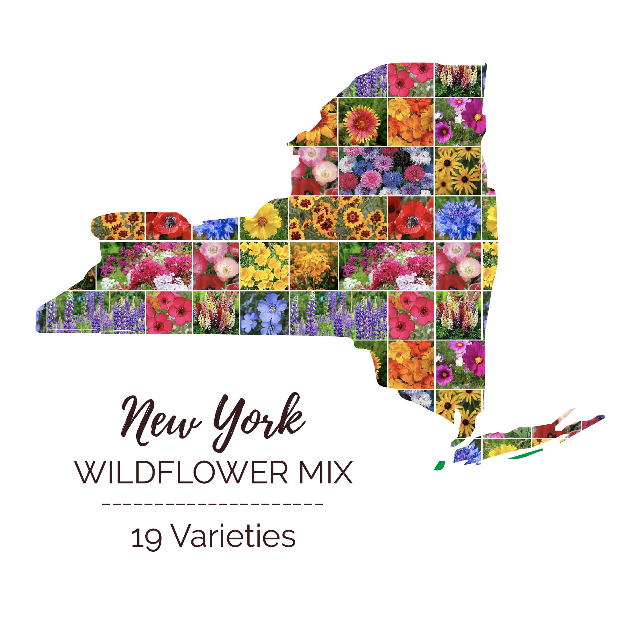 new york state wildflower seeds New York Wildflower Seed Mix New York Wildflower Seed Mix, Mixed
