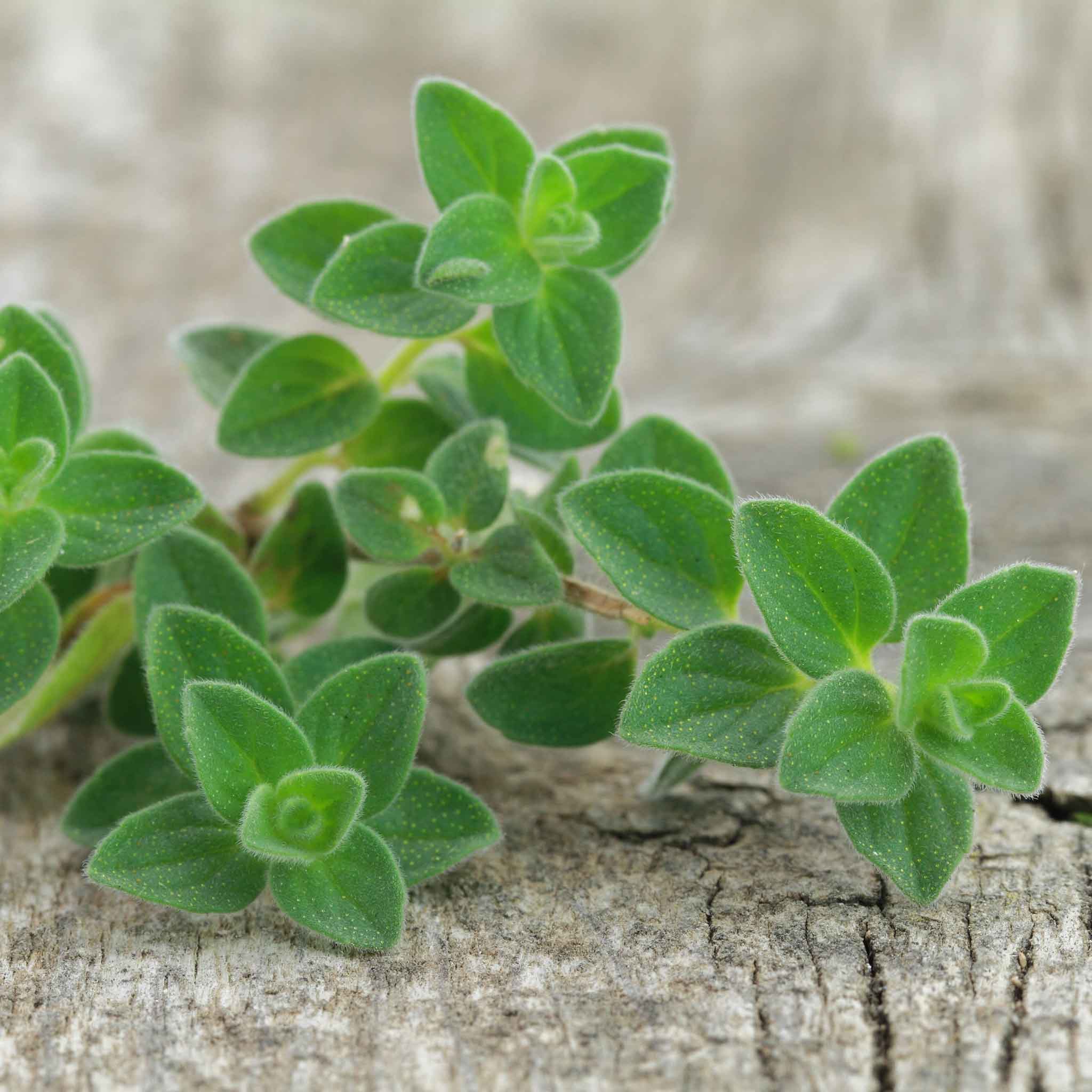 A close-up shot of small, green oregano stemswith several leaves and a blurred background.